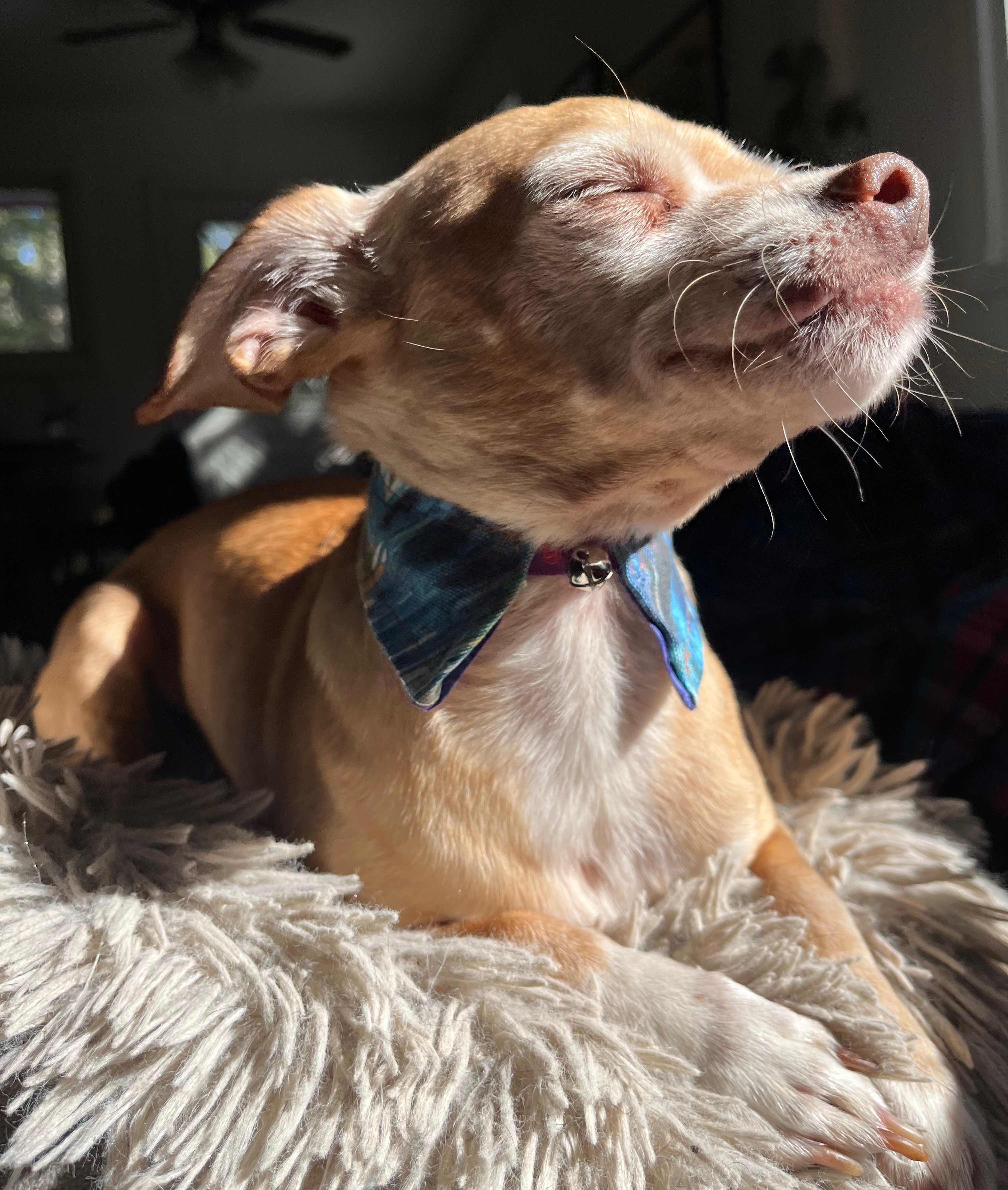 CatBert sporting a class-made cat collar