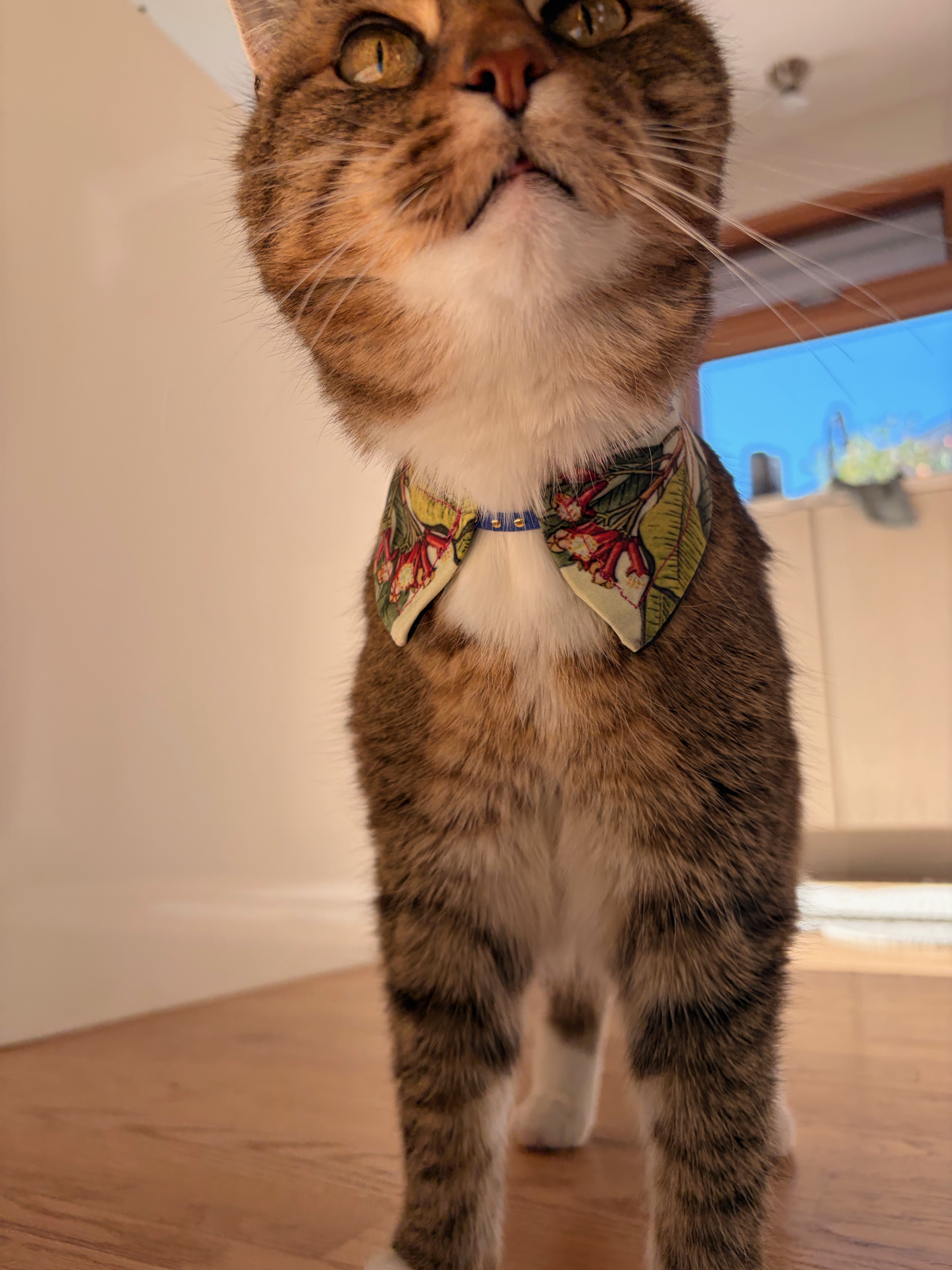 Pup modeling a finished bandana