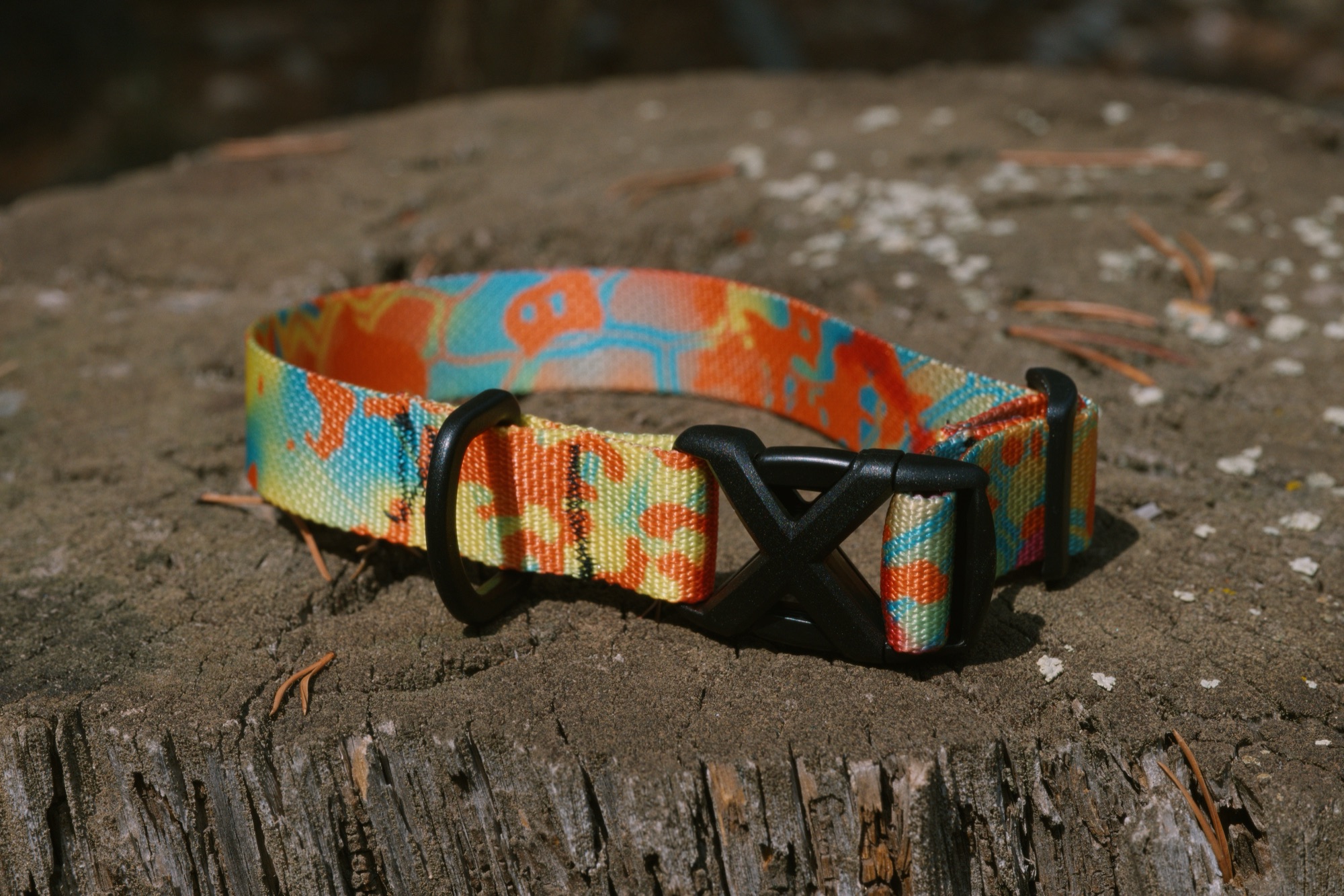 A bright orange and teal collar ready for a walk