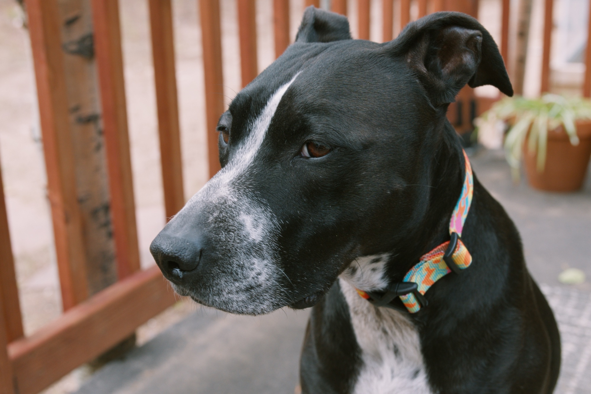 Sporting a colorful collar made at the workshop