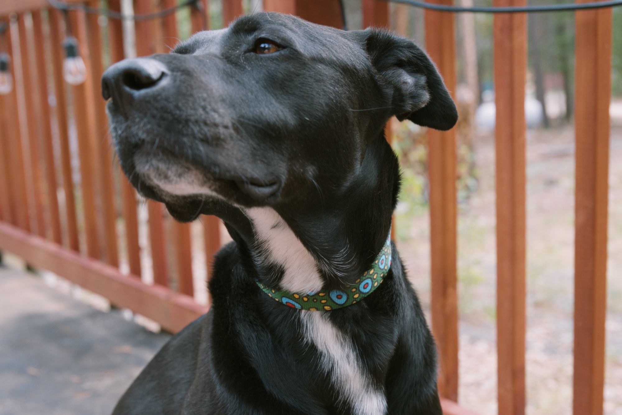 A very good dog modeling a handmade collar