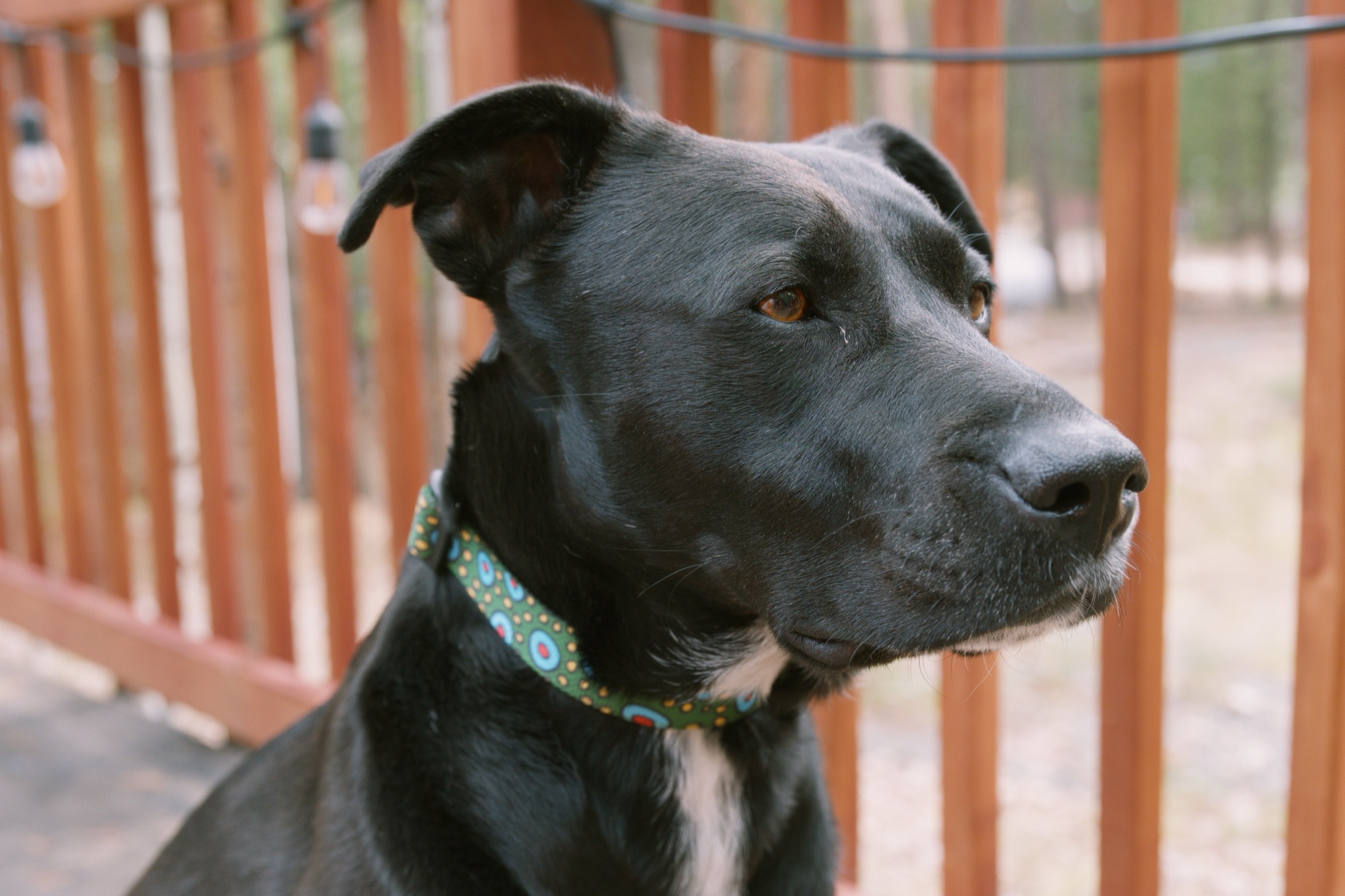 Close-up of the green dot collar on its new owner